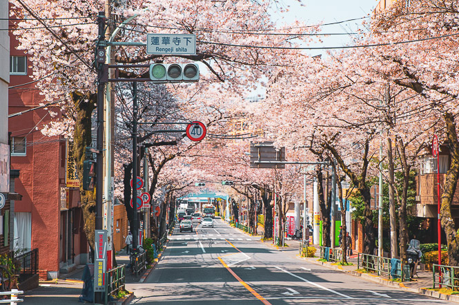 A Propos de la Balade du Sakura