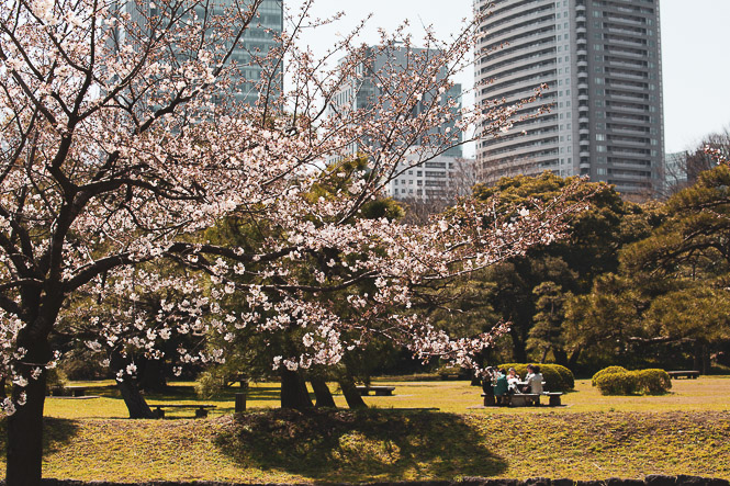 La Balade du Sakura