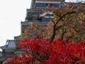 chateau_japon-matsumoto-8