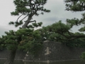 edo_castle_tokyo-11