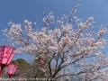 sakura2014-28032014-p1000417