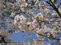 sakura2014-28032014-p1000437