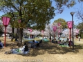 sakura2014-28032014-p1000440