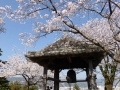 sakura2014-28032014-p1000496