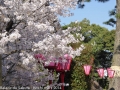 sakura2014-28032014-p1000530