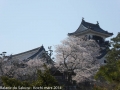 sakura2014-28032014-p1000535