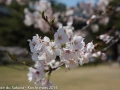 sakura2014-29032014-7v0b0390