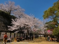 sakura2014-29032014-7v0b0423