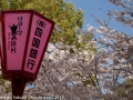 sakura2014-29032014-7v0b0425