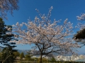 sakura2014-29032014-7v0b0494