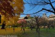 chateau_kumamoto_japon-kumamoto-40