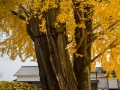chateau_kumamoto_japon-kumamoto-10