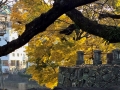 chateau_kumamoto_japon-kumamoto-26