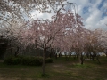 sakura_02042014-7v0b4089