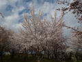 sakura_02042014-7v0b4090