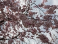 sakura_02042014-7v0b4091