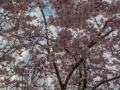 sakura_02042014-7v0b4092