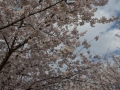 sakura_02042014-7v0b4093