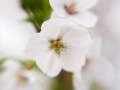 sakura_02042014-7v0b4097