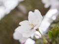 sakura_02042014-7v0b4101