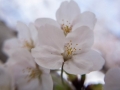 sakura_02042014-7v0b4107