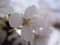 sakura_02042014-7v0b4108