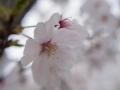 sakura_02042014-7v0b4112