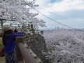 sakura_02042014-p1010481