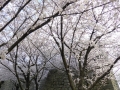 sakura_02042014-p1010517