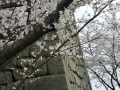 sakura_02042014-p1010519