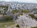 sakura_02042014-p1010525