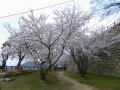 sakura_02042014-p1010532