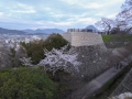 sakura_02042014-p1010562