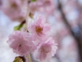 sakura_selection_article02042014-7v0b4102