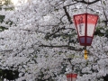 sakura_selection_article02042014-p1010564