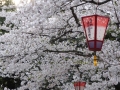 sakura_selection_article02042014-p1010564