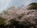 sakura_matsuyama_01042014-7v0b2006