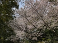 sakura_matsuyama_01042014-7v0b2009