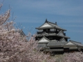 sakura_matsuyama_01042014-p1010170