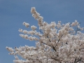 sakura_matsuyama_01042014-p1010186