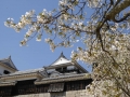 sakura_matsuyama_01042014-p1010224