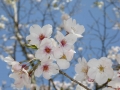 sakura_matsuyama_01042014-p1010227