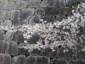 sakura_matsuyama_01042014-p1010337