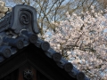 sakura_matsuyama_01042014-p1010344