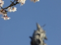 sakura_matsuyama_01042014-p1010354