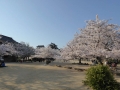 sakura_matsuyama_01042014-p1010368