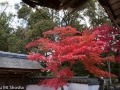 article14_japon-momiji-mt-shosha-10