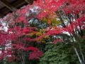 article14_japon-momiji-mt-shosha-11