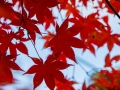 article14_japon-momiji-mt-shosha-14