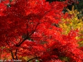 article14_japon-momiji-mt-shosha-19